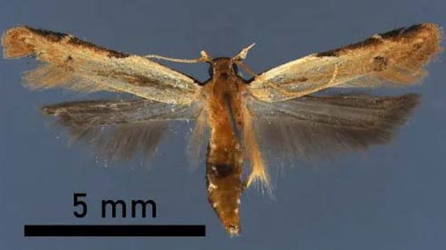 Invasive moth new to US intercepted at Detroit airport