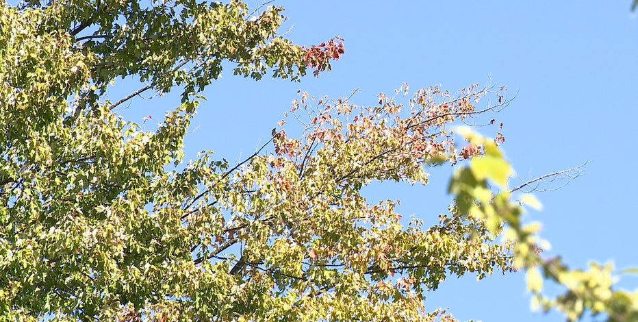 When will leaves change in Michigan? Fall colors forecast