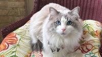 Detroit's top cat and dog names of 2026