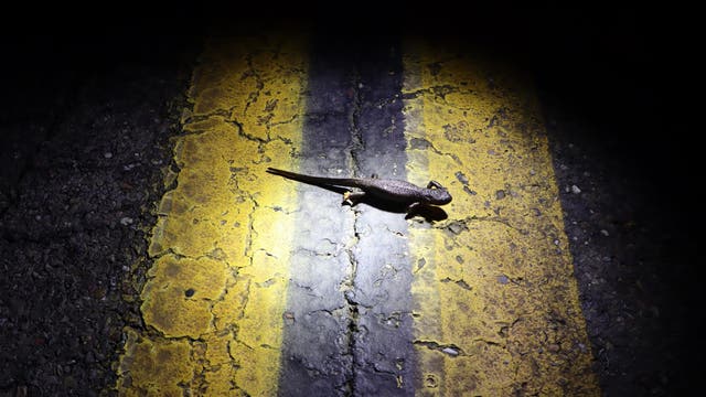 Michigan Roadside Wildlife Count seeking animal data you see while on the road