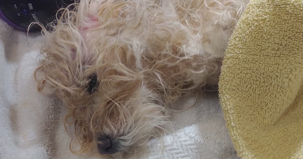 Little dog found severely abused and left to die inside trash bag ...