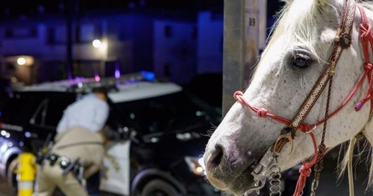 Man riding horse on Los Angeles-area freeway arrested on DUI charge ...