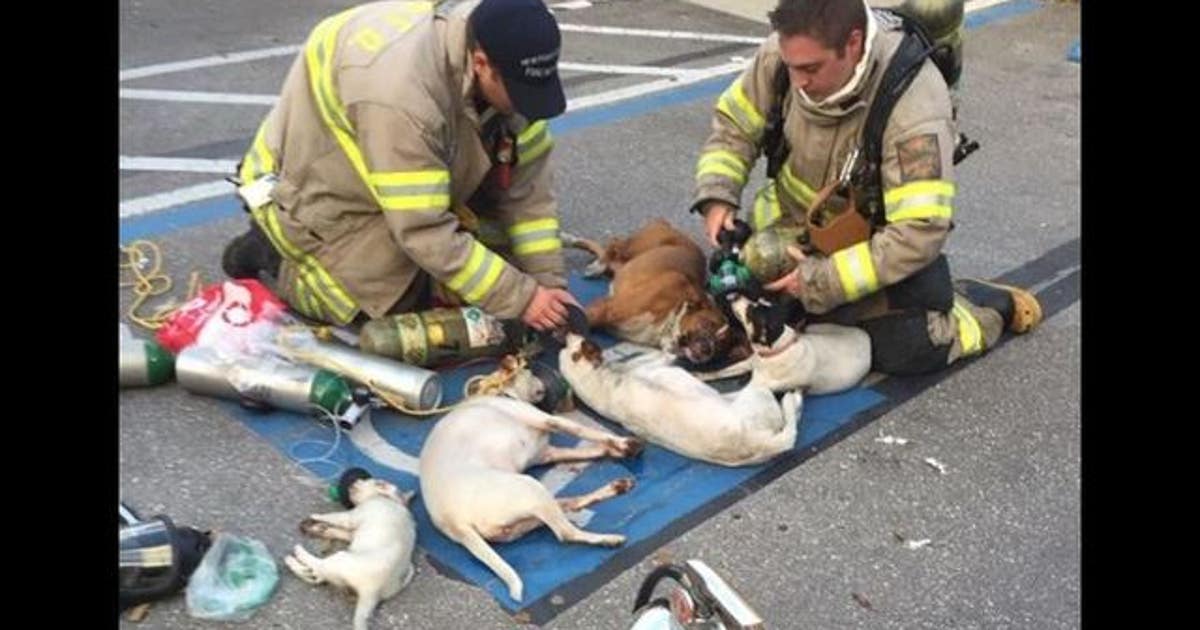 Firefighters give oxygen to dogs after apartment fire | FOX 32 Chicago