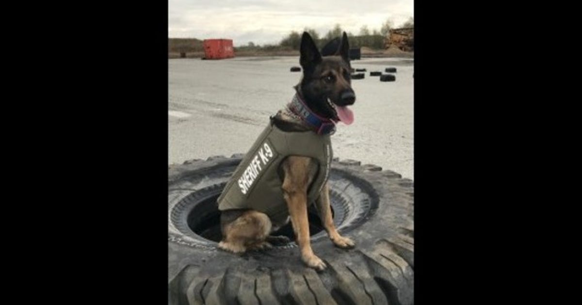 Lake County K9 receives donated protective vest | FOX 32 Chicago