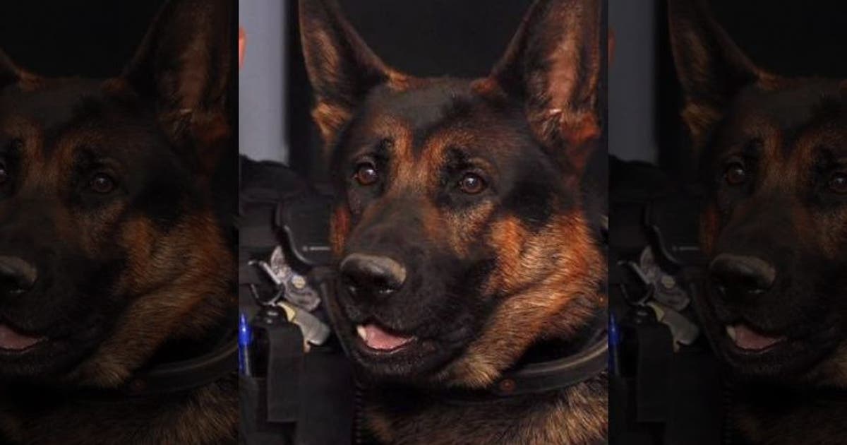 Police dog dies after being shot breaking up burglary | FOX 32 Chicago