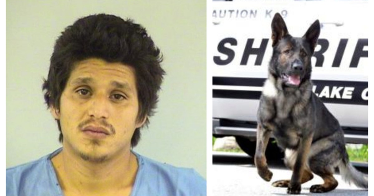 Lake County sheriff canine helps capture man who ran from police | FOX ...
