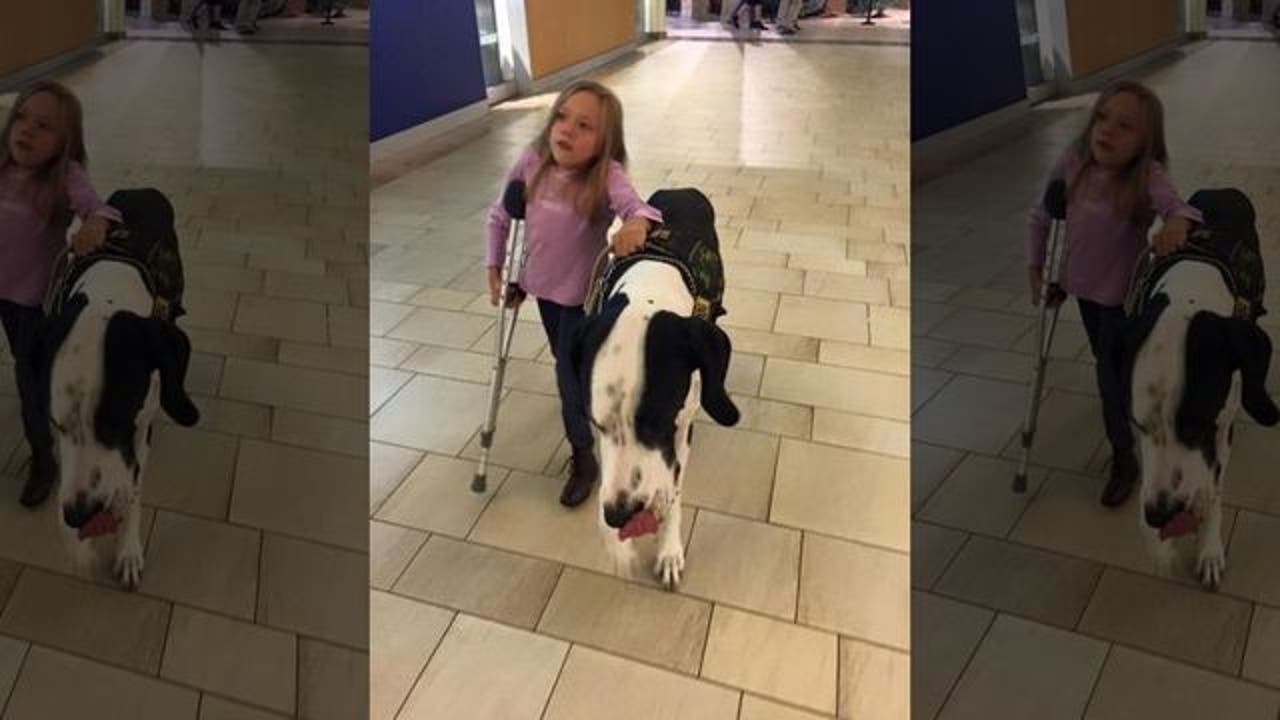 Great Dane 131 pound dog helps guide 11 year old with rare