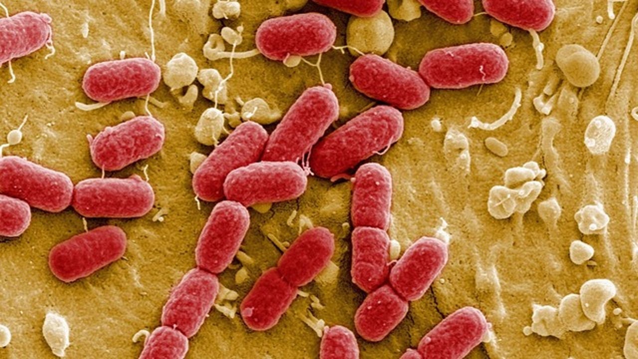 CDC launches ‘rapidly evolving