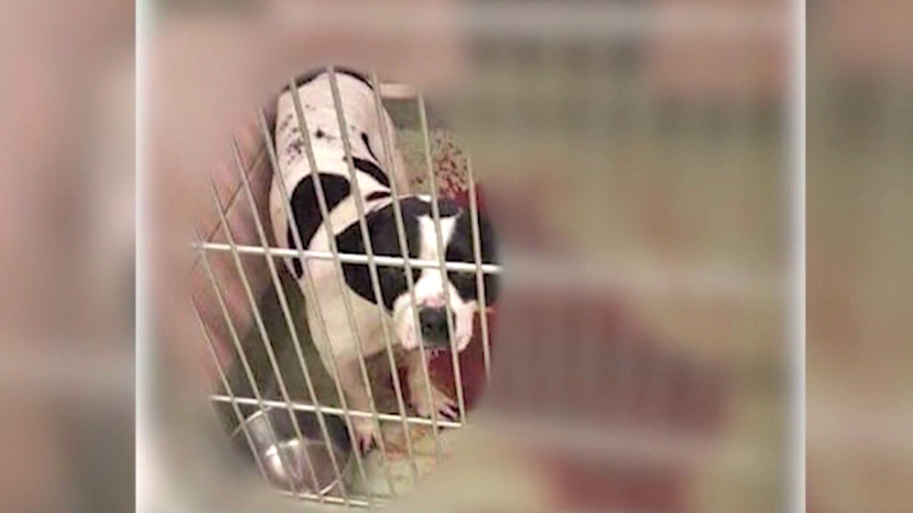 Animal shelter in Chicago Ridge accused of horrifying conditions