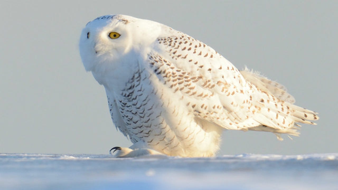 LINUSCHKA リングスリング Owls Snowy Mountains Linuschka Owls Snowy Beauty