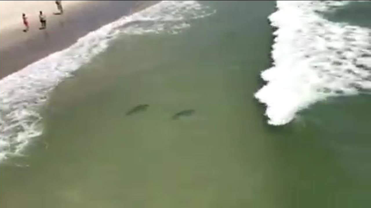 VIDEO: Several sharks swimming close to shore at Myrtle Beach | FOX 32  Chicago, image size:1280x720