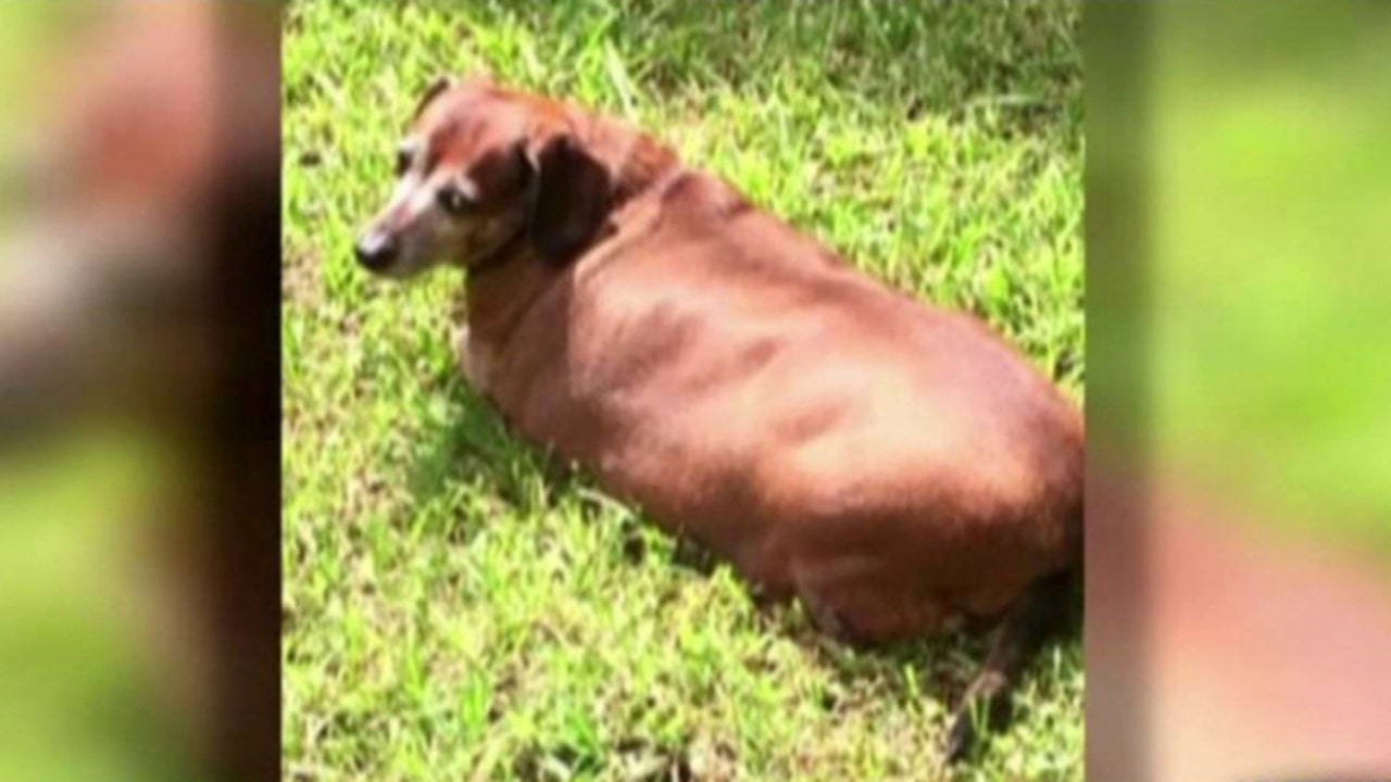 Fat wiener best sale