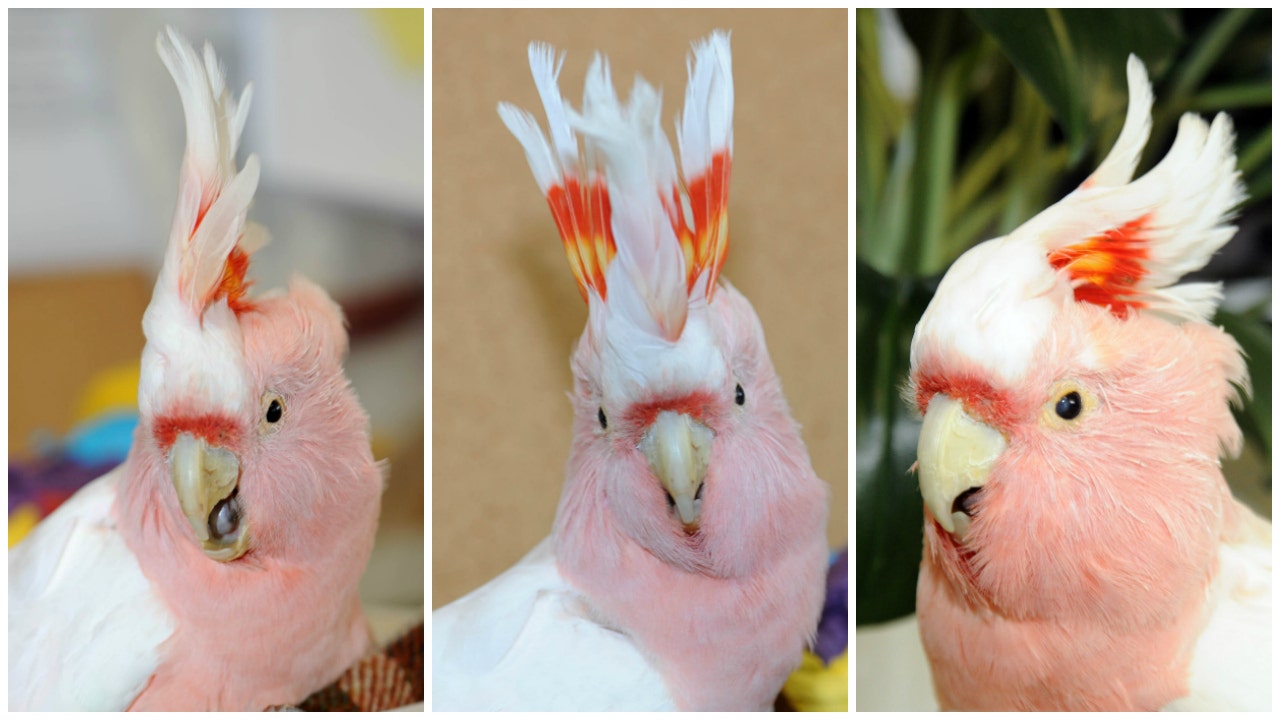 Cookie,' the world's oldest living cockatoo, dies at 83 at