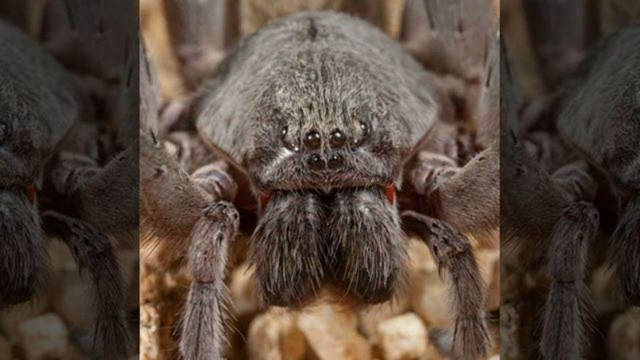 spider softball