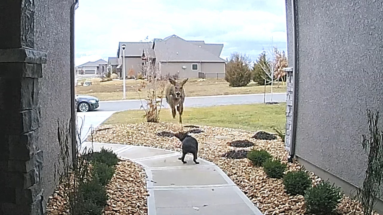 Deer jumps over dog captured on Ring video