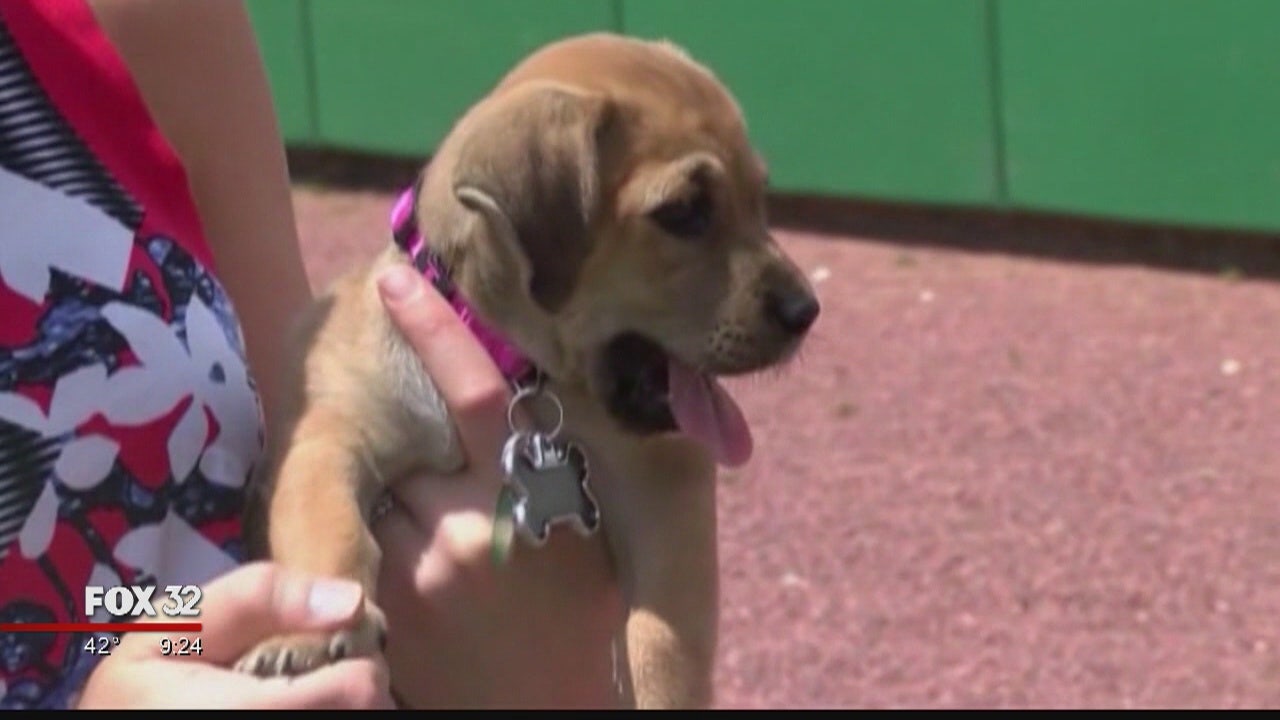 Local Couple Scammed When Trying To Buy 3 Boston Terriers Online