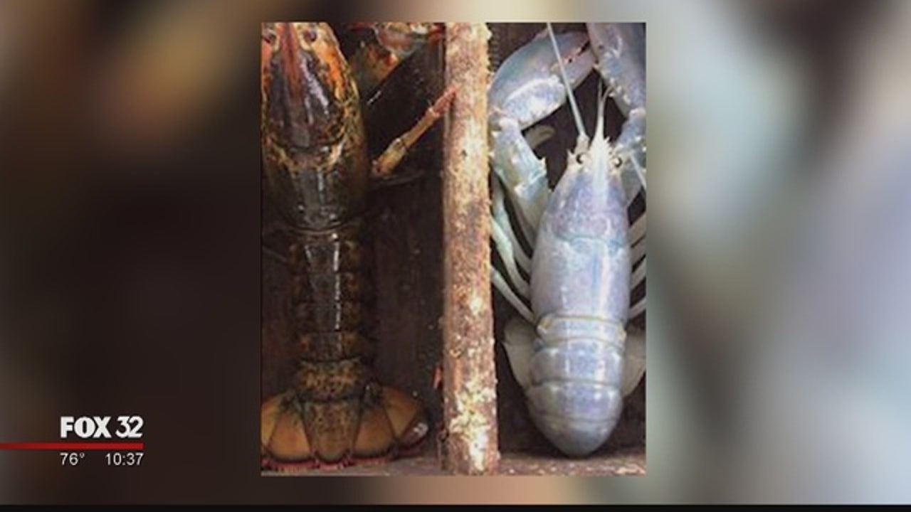 1 in 100 million: Rare albino lobster caught in Massachusetts | FOX 32