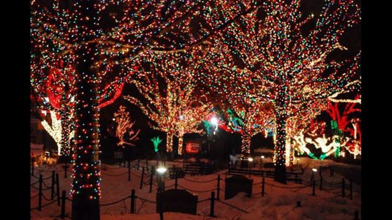 Lincoln Park Zoo lights begin Friday