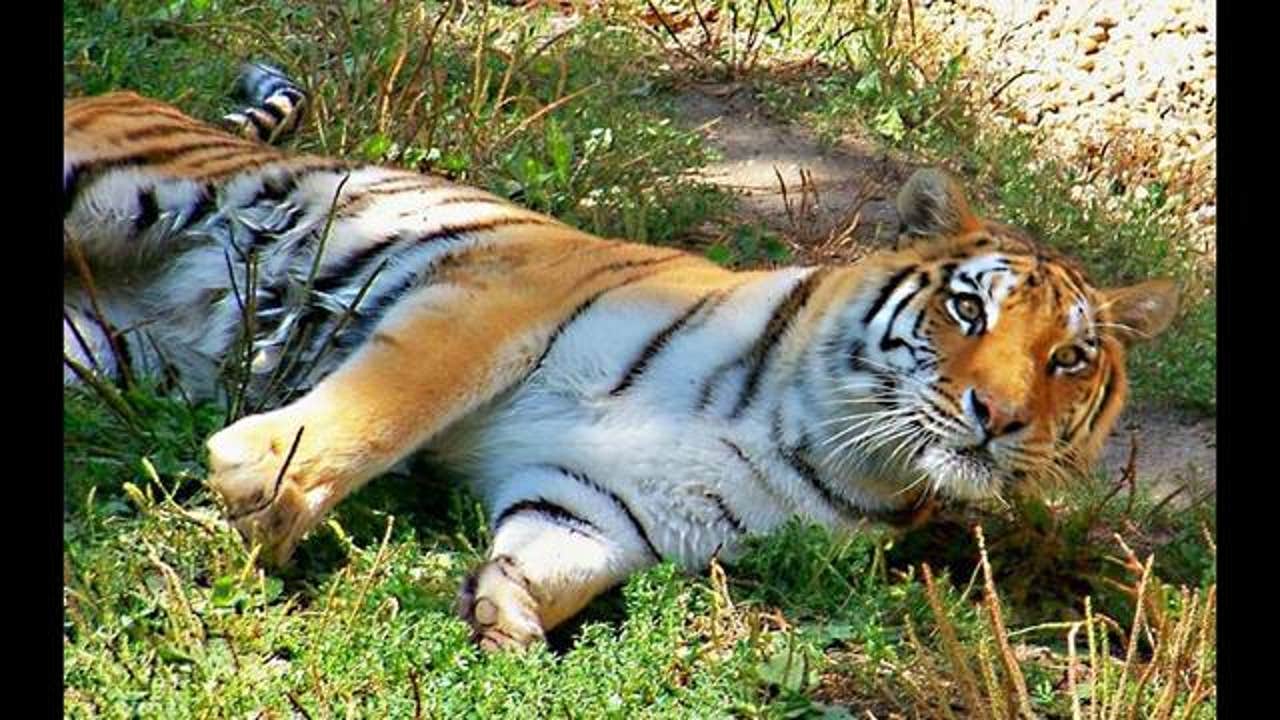 After 18 years in Lincoln Park, Molly the Amur tiger is put down