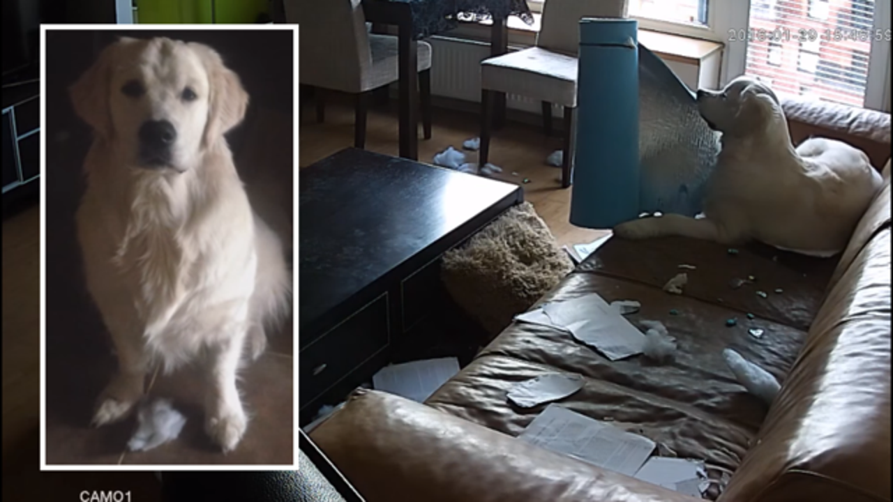 Golden retriever hot sale apartment dog
