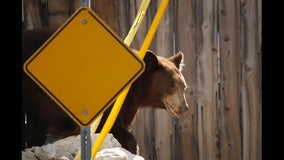 Woman seriously injured in bear attack outside lodge in New Mexico