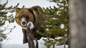 Man says he cut off grizzly bear's claws because he was mad the bear 'was going to eat' him