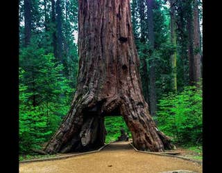 Historic Pioneer Cabin Tree In Calaveras County Collapses During