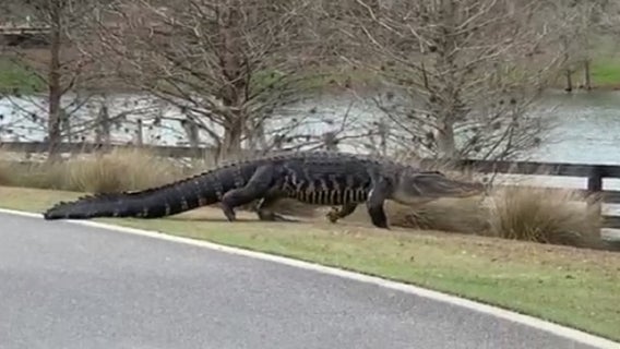 Florida residents warned to watch out for aggressive mating alligators on roads