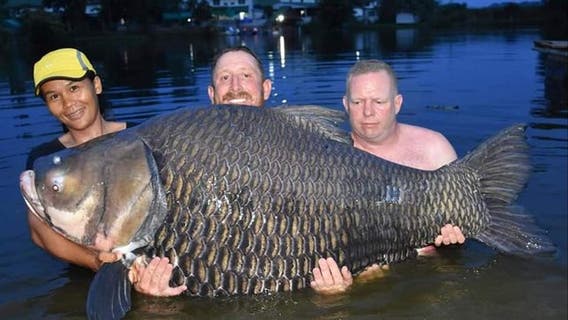 Man says he caught record-breaking 232-pound carp fish in Thailand