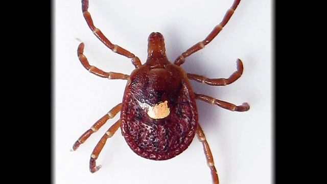 A bite from this tick could result in a red meat allergy