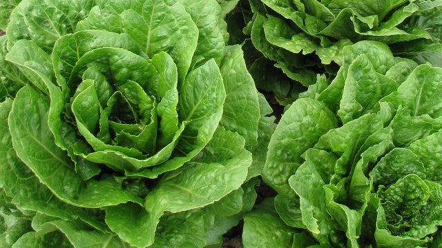 U.S. officials warn against eating romaine lettuce due to E. coli outbreak in multiple states