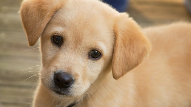 Puppies sold at Petland linked to multi-state Campylobacter outbreak
