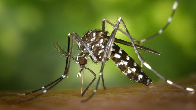 Rare, dangerous disease found in mosquito