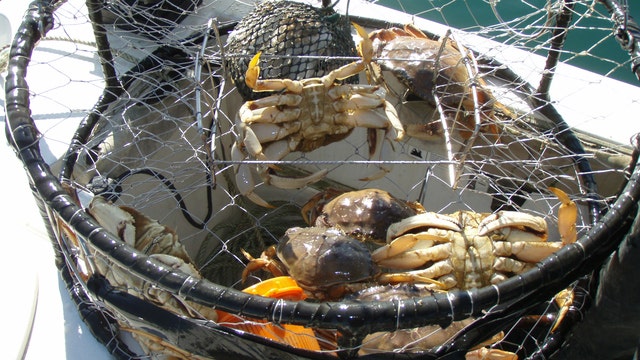 Dungeness crab season delayed because meat could contain deadly neurotoxin