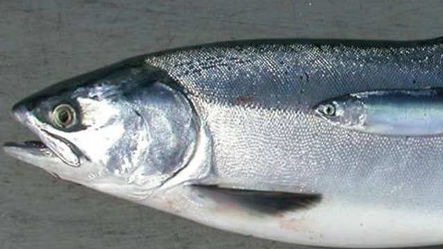 Tapeworm dangers from sushi grow