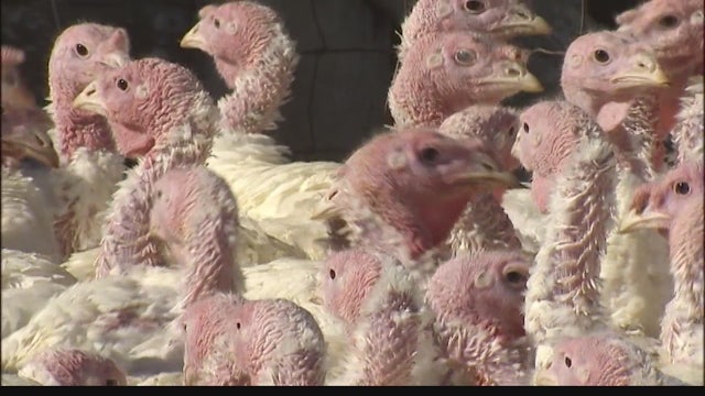 Kauffman Turkey Farms: Purveyors of Thanksgiving