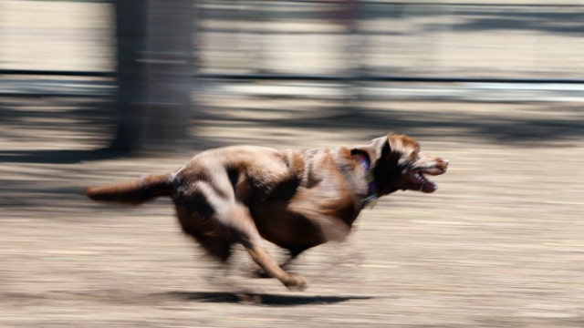 Stem cell therapy helping once-paralyzed dogs walk again