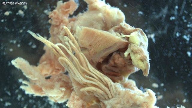 'Alarming' rat lungworm parasite spreading through Florida, researchers warn