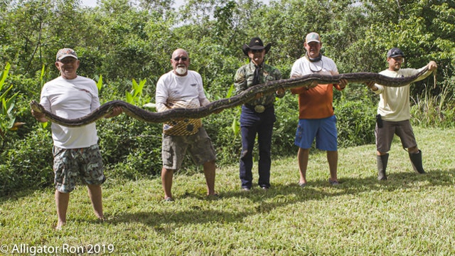 16-foot python found nesting beneath Florida home