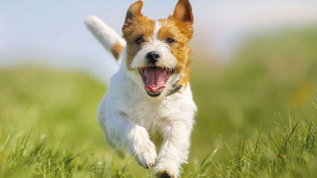 New collars monitor pets for pain, problems