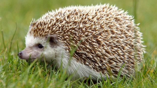 Salmonella outbreak linked to pet hedgehogs continues; 6 additional people sickened, CDC says