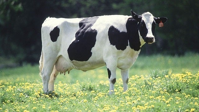 Health department issues warning about raw milk products