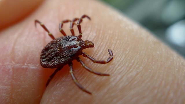 Illinois health officials offer tips to avoid tick bites
