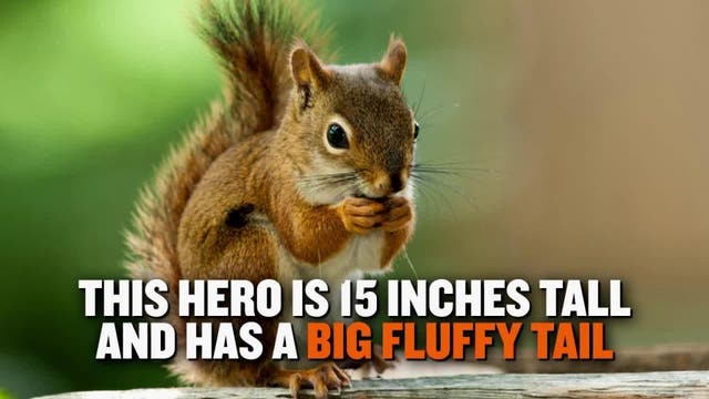 When squirrels attack... burglars