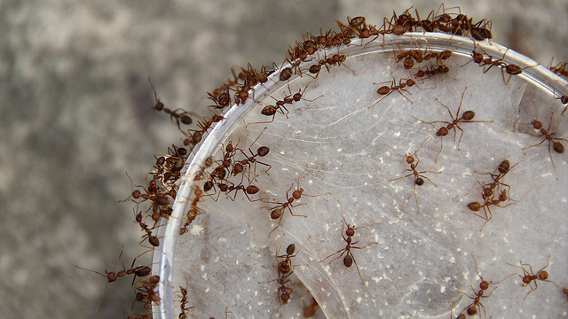 Woman says fire ants 'exploded' all over, delivering painful stings that nearly killed her