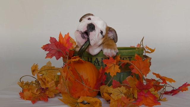 7 Thanksgiving foods you should never feed your pets