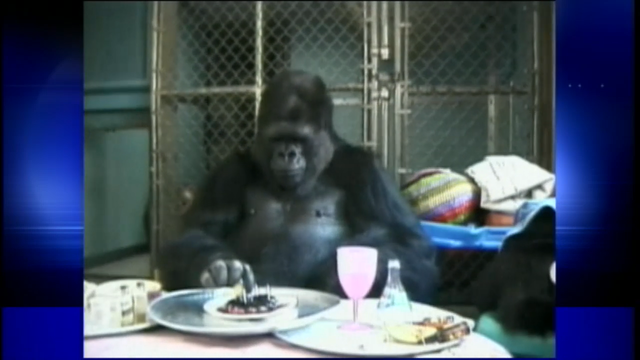 Koko, the Bay Area gorilla who knew sign language, dies at 46