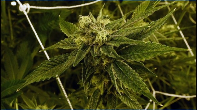 First FDA-approved, cannabis-based medication now available by prescription in U.S.