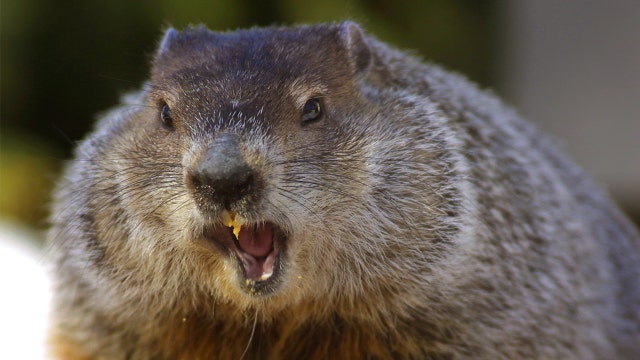 Couple dies of plague after eating raw marmot meat for 'good health'