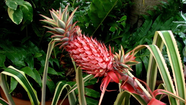 FDA approves pink, genetically engineered pineapple from Del Monte